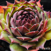 Sempervivum 'Interstellar'