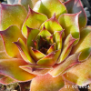 Sempervivum 'Interstellar'
