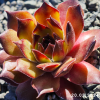 Sempervivum 'Interstellar'