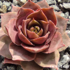 Sempervivum 'Cyrham'