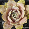 Sempervivum 'Cyrham'