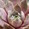 Sempervivum 'Cyrham'