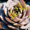 Sempervivum 'Cyrham'