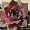 Sempervivum 'Cyrham'