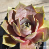 Sempervivum 'Cyrham'