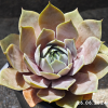 Sempervivum 'Cyrham'