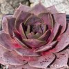Sempervivum 'Cyrham'
