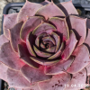 Sempervivum 'Cyrham'