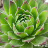 Sempervivum 'Gloriosum'