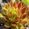Sempervivum 'Gloriosum'