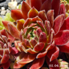 Sempervivum 'Gloriosum'