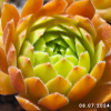 Sempervivum 'Gloriosum'
