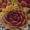 Sempervivum 'Gloriosum'