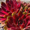 Sempervivum 'Gloriosum'