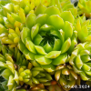 Orostachys spinosa 'Green form'