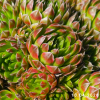 Orostachys spinosa 'Green form'