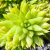 Orostachys spinosa 'Green form'