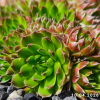 Orostachys spinosa 'Green form'