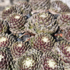 Sempervivum Colorockz® 'Arctic White©'