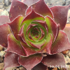 Sempervivum 'Lott-Lott'