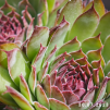 Sempervivum 'Lott-Lott'