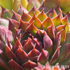 Sempervivum 'Lott-Lott'