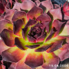 Sempervivum 'Lott-Lott'