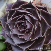 Sempervivum 'Elva'