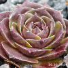 Sempervivum 'Elva'