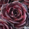 Sempervivum 'Elva'