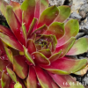 Sempervivum 'Gay Jester'