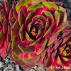 Sempervivum 'Gay Jester'