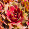Sempervivum 'China Doll'