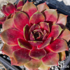 Sempervivum 'China Doll'