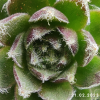 Sempervivum 'Icicle'