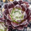 Sempervivum 'Icicle'