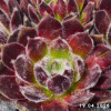 Sempervivum 'Icicle'