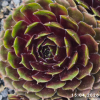 Sempervivum 'Flash Harry'