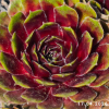 Sempervivum 'Flash Harry'
