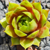 Sempervivum 'Bloody Sunset'