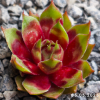 Sempervivum 'Bloody Sunset'