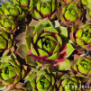 Sempervivum 'Bloody Sunset'