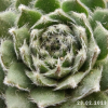 Sempervivum 'Udine'