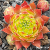 Sempervivum 'Sirius'