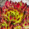 Sempervivum 'Sirius'
