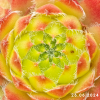 Sempervivum 'Sirius'
