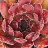 Sempervivum 'Pacific Red Rose'