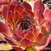 Sempervivum 'Pacific Red Rose'