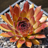 Sempervivum 'Pacific Red Rose'