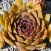 Sempervivum 'Pacific Red Rose'